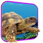 Logo of Turtle 3D Live Wallpaper android Application 